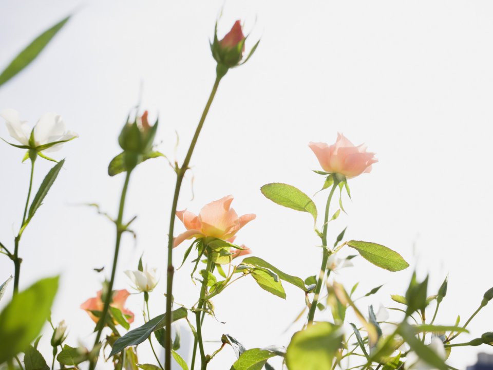 Wallcoo_blue_sky_and_flowers_hm130_350a