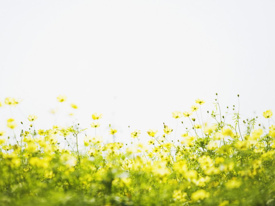 清新明亮黄色波斯菊花海