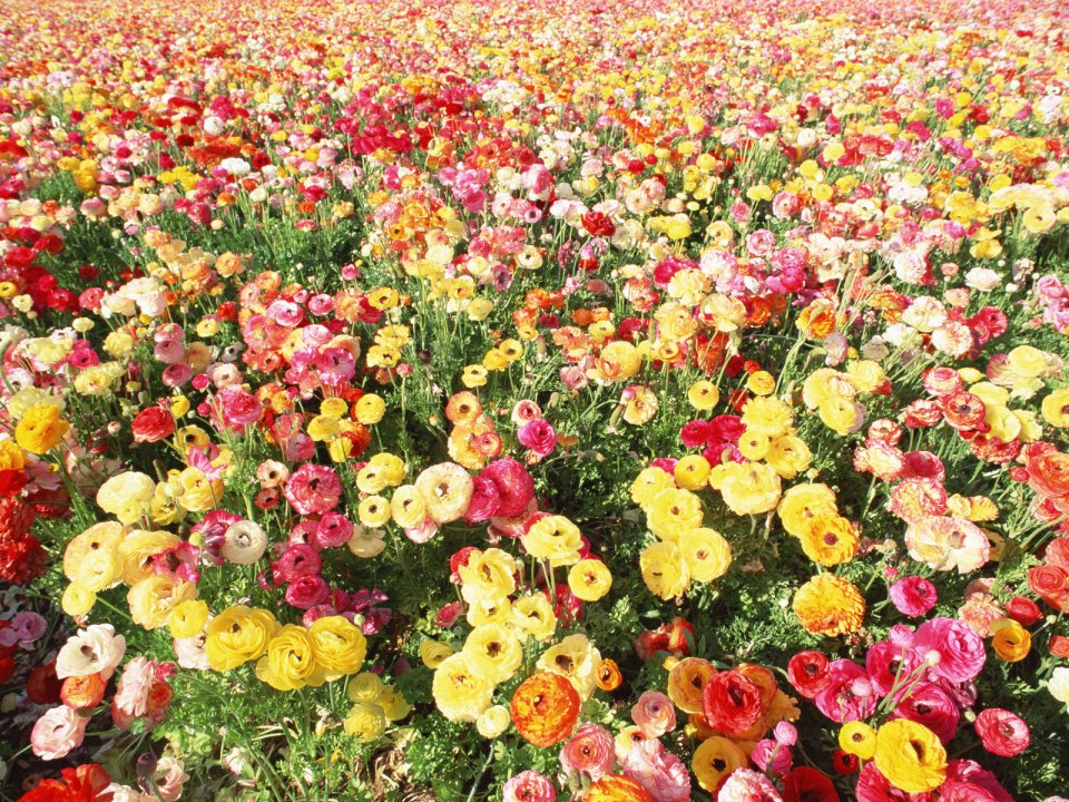 Wallcoo_blue_sky_and_flowers_hm149_350a