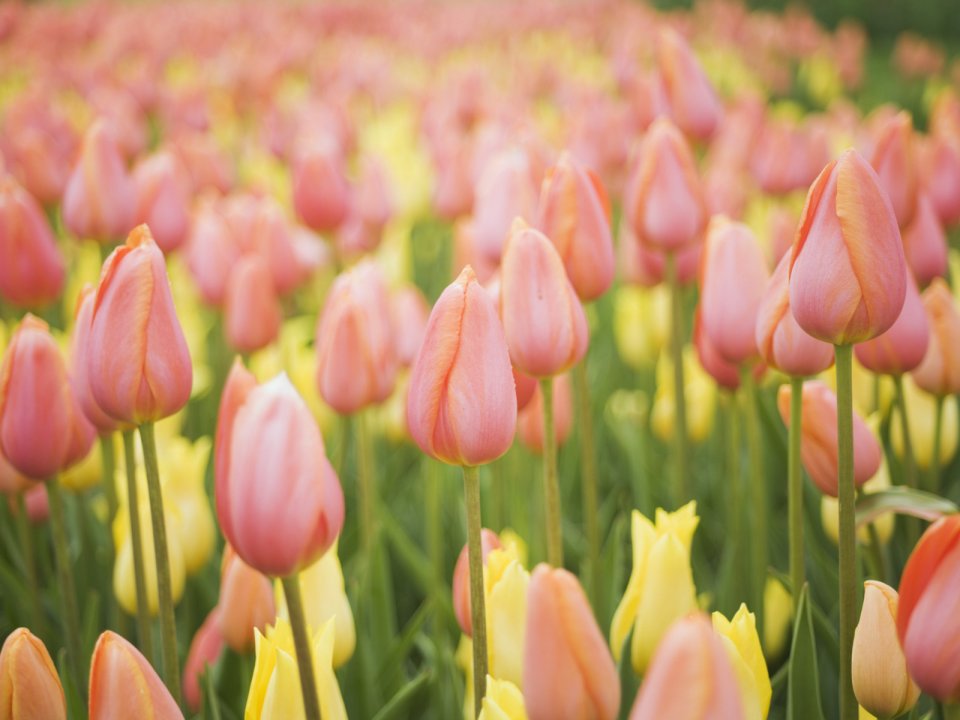 Flowers Under a Clear Sky: Vol. 3