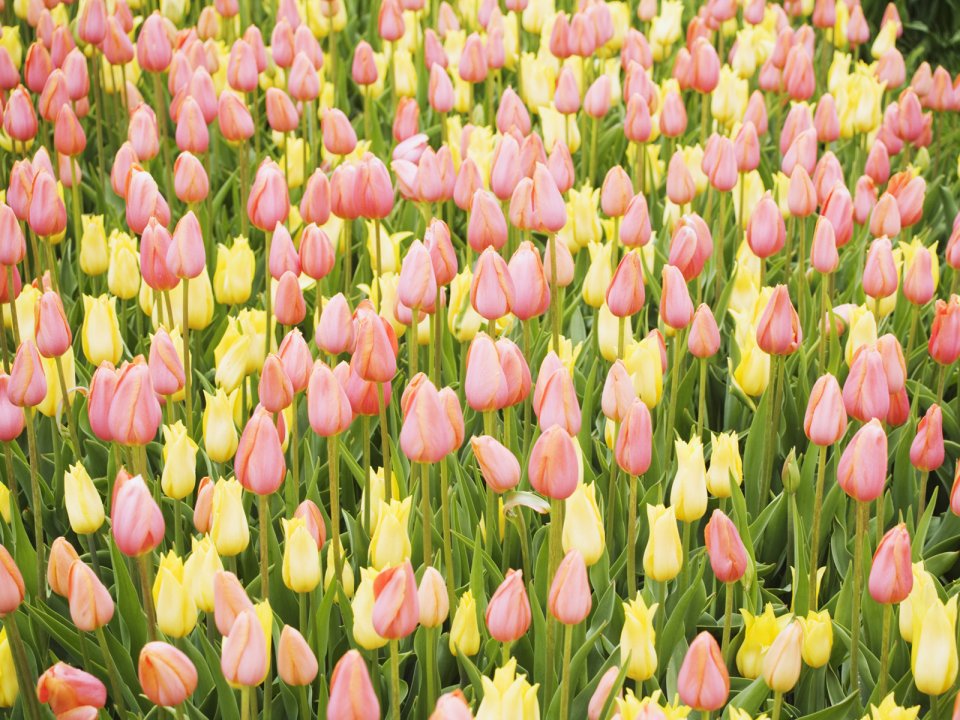 春日粉黄郁金香花海