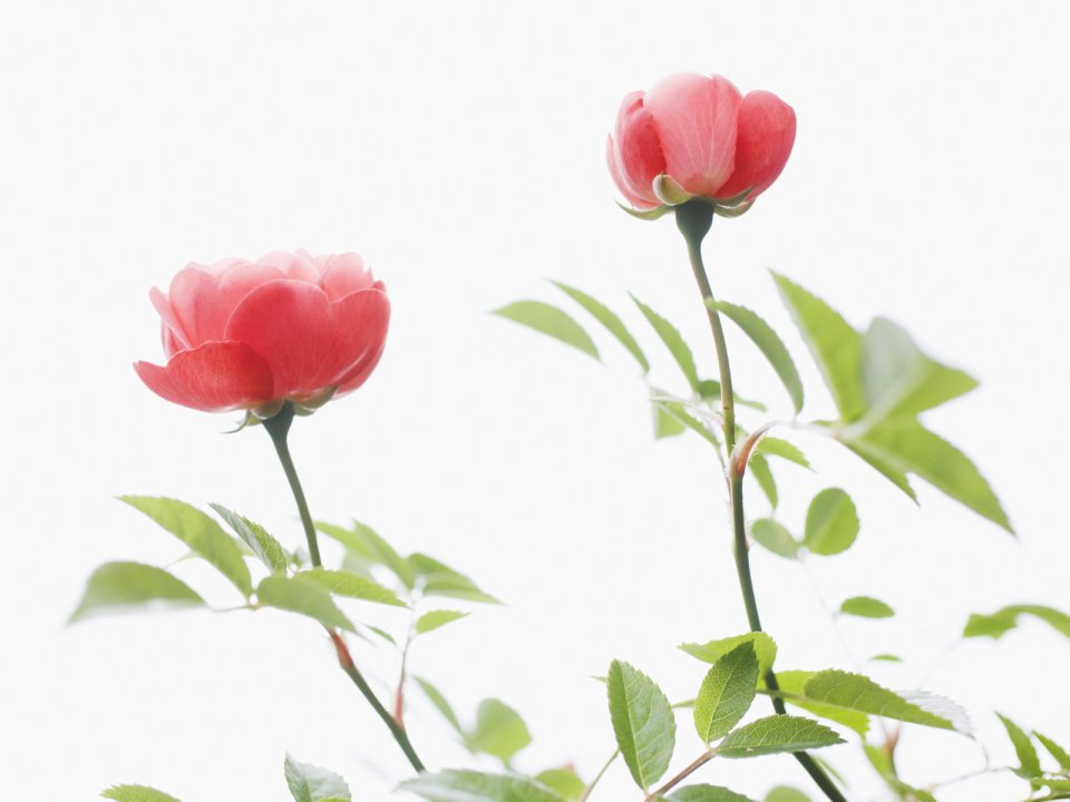 清新唯美粉色玫瑰花