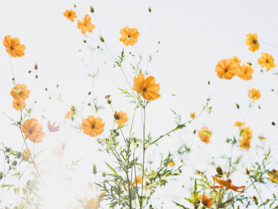 清新明亮的硫华菊花海