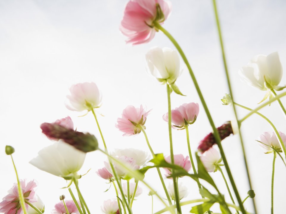 Wallcoo_blue_sky_and_flowers_hm189_350a