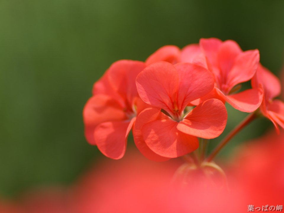 Wallcoo_com_0flowers_photograph_1720