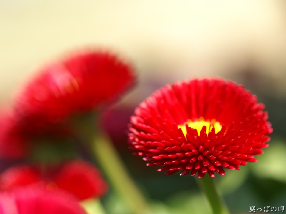 Wallcoo_com_0flowers_photograph_2831