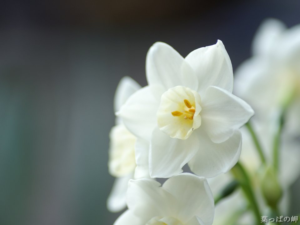 清新淡雅的白色水仙花微距摄影