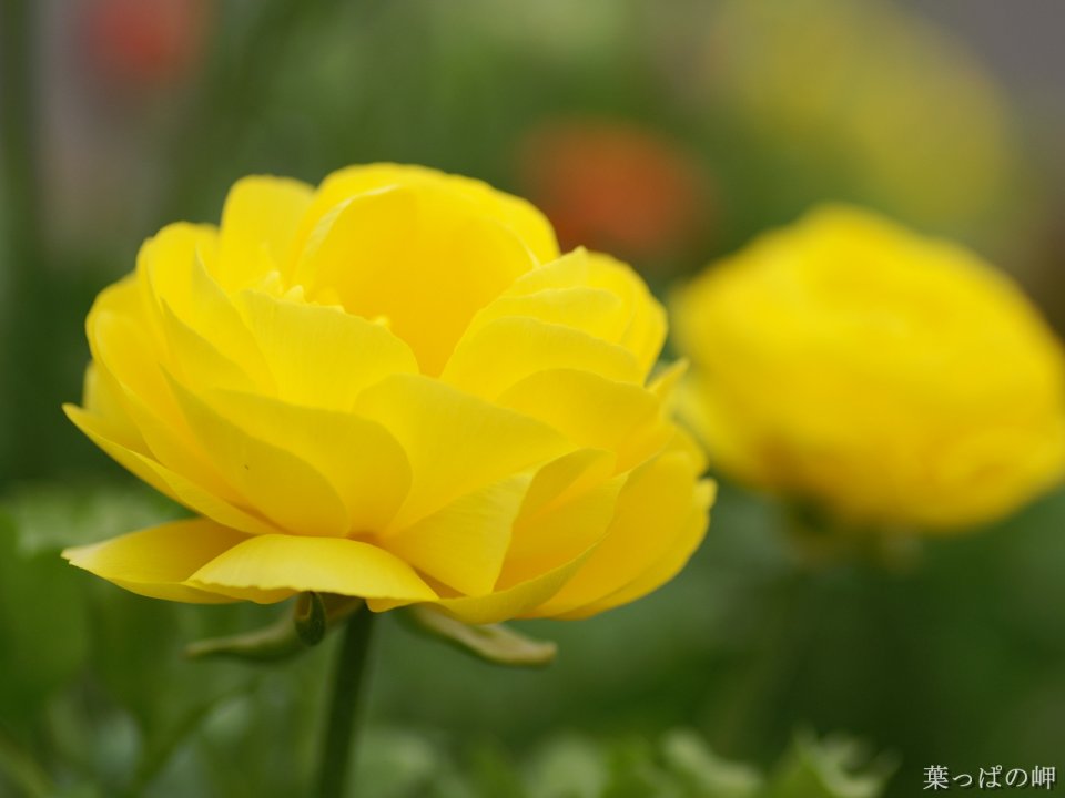 Wallcoo_com_0flowers_photograph_4851