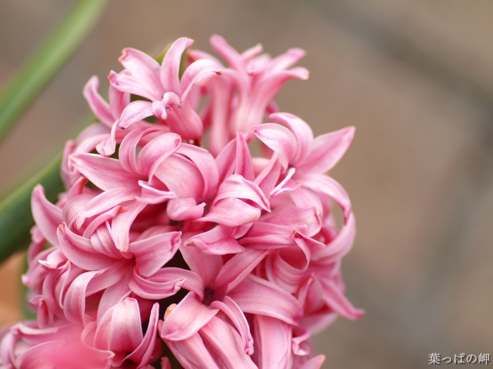 粉色风信子花卉特写