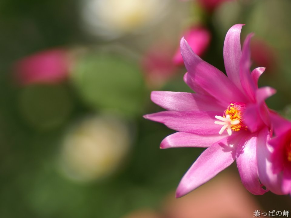 Wallcoo_com_flowers_photograph_0710