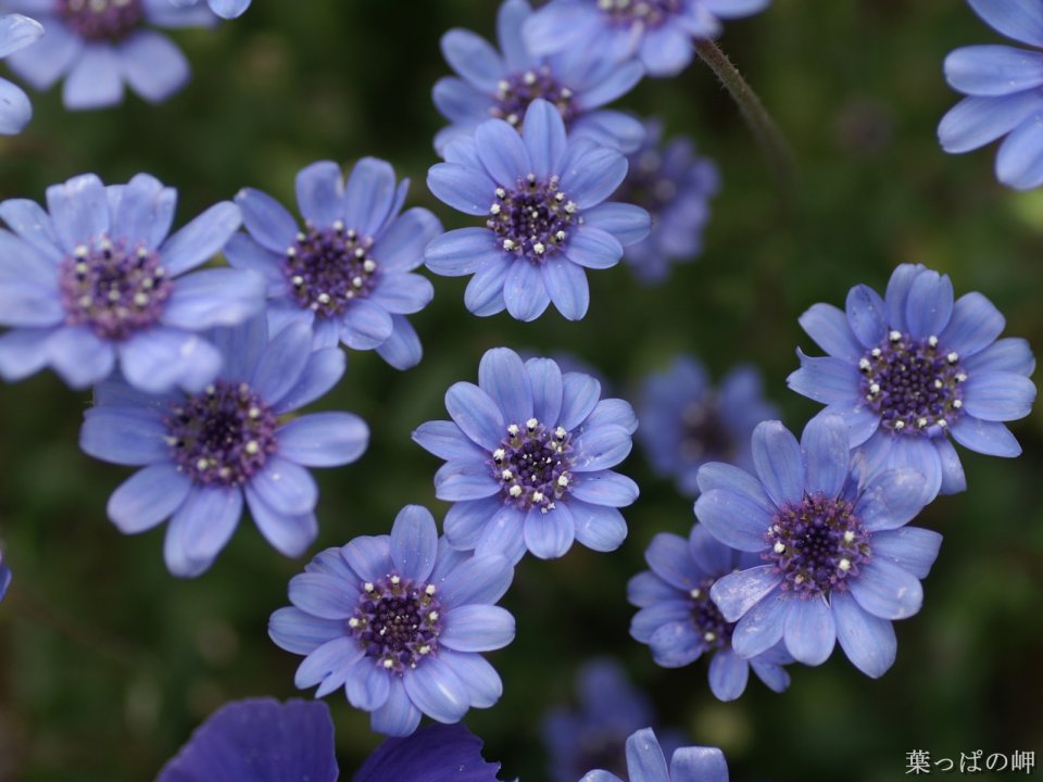 Wallcoo_com_flowers_photograph_1215