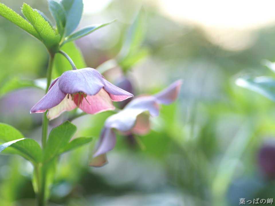 Wallcoo_com_flowers_photograph_1922