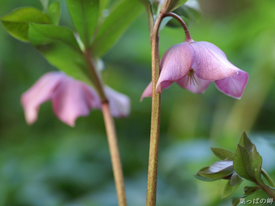 Wallcoo_com_flowers_photograph_2023