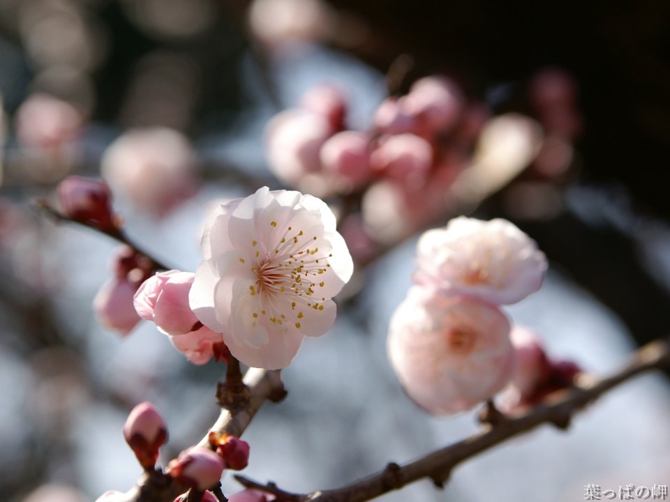 Wallcoo_com_flowers_photograph_2629