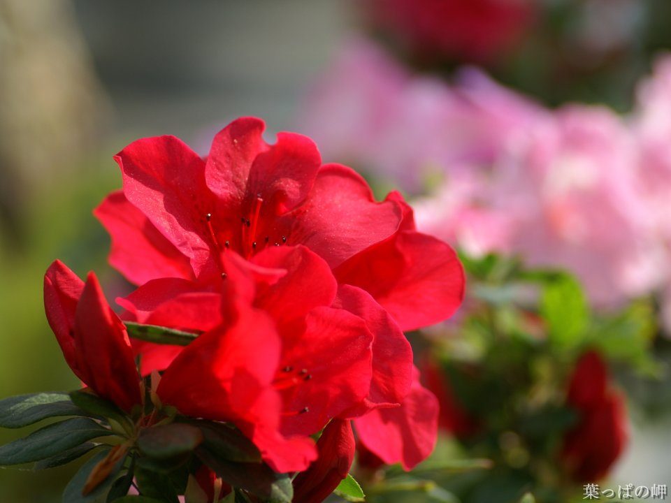 Wallcoo_com_flowers_photograph_2932
