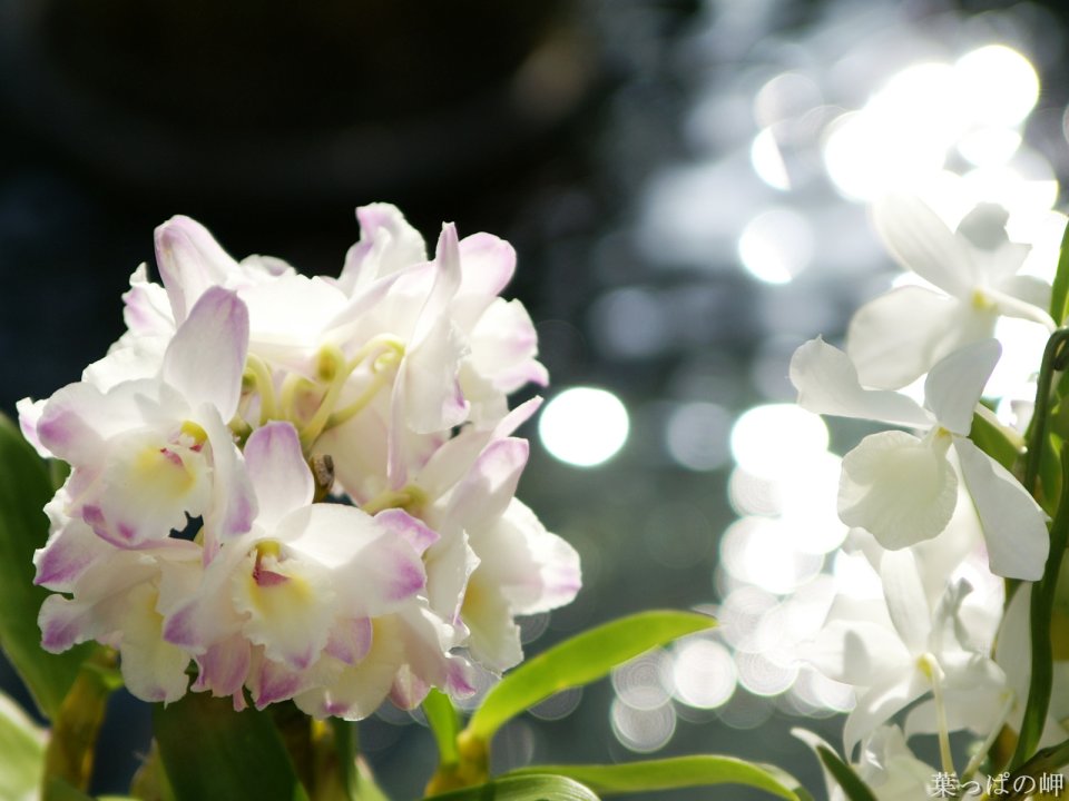Wallcoo_com_flowers_photograph_3235