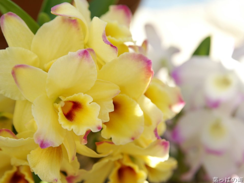 Wallcoo_com_flowers_photograph_3336