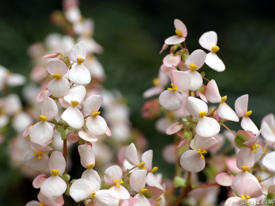 Wallcoo_com_flowers_photograph_3437