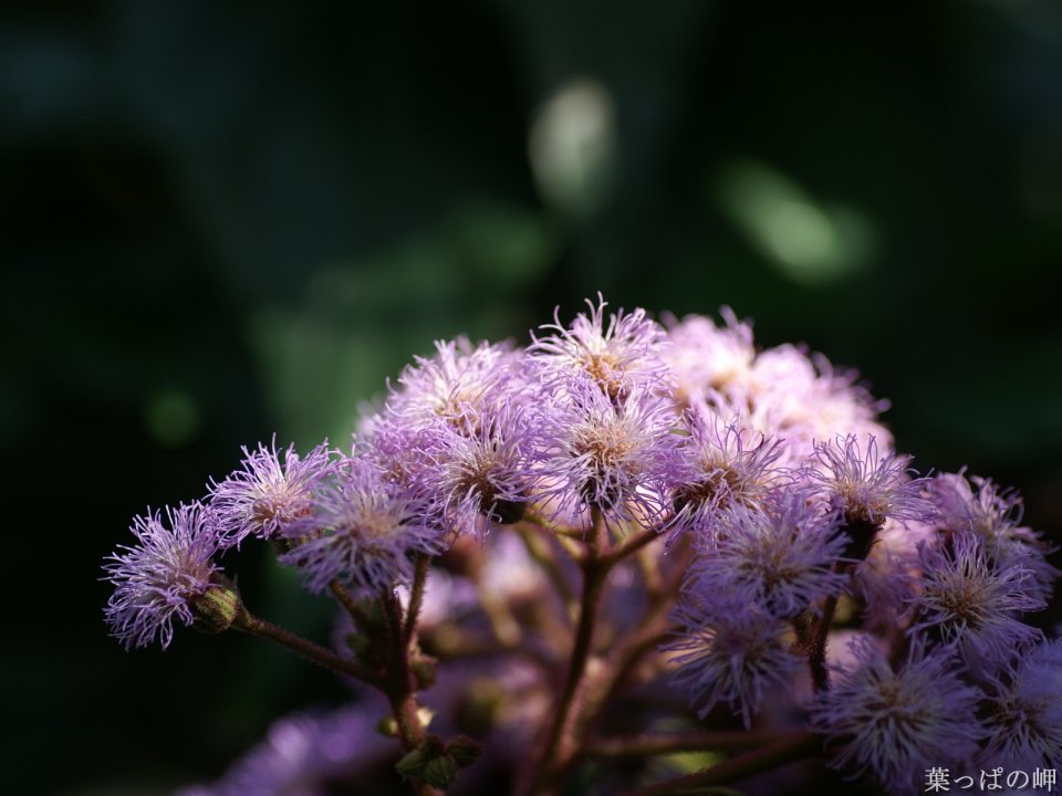 Wallcoo_com_flowers_photograph_3538