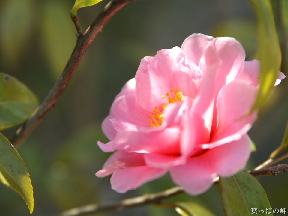 Wallcoo_com_flowers_photograph_3740