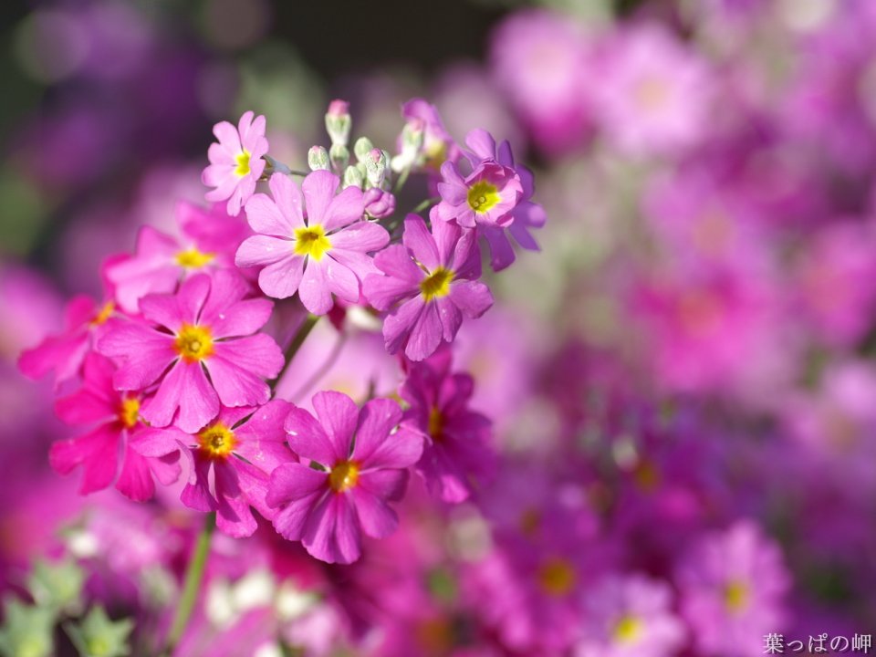 Wallcoo_com_flowers_photograph_4144