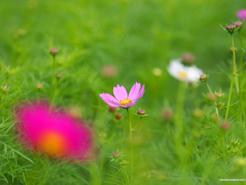 Fresh Cosmos Flower Photography