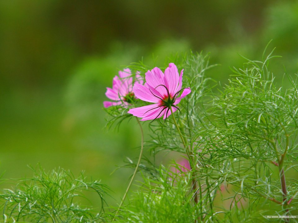 Fresh Pink Cosmos Flower Photography