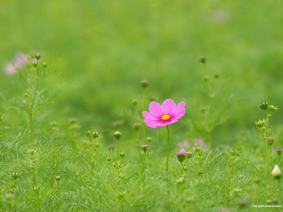Fresh Pink Cosmos Flower In Meadow