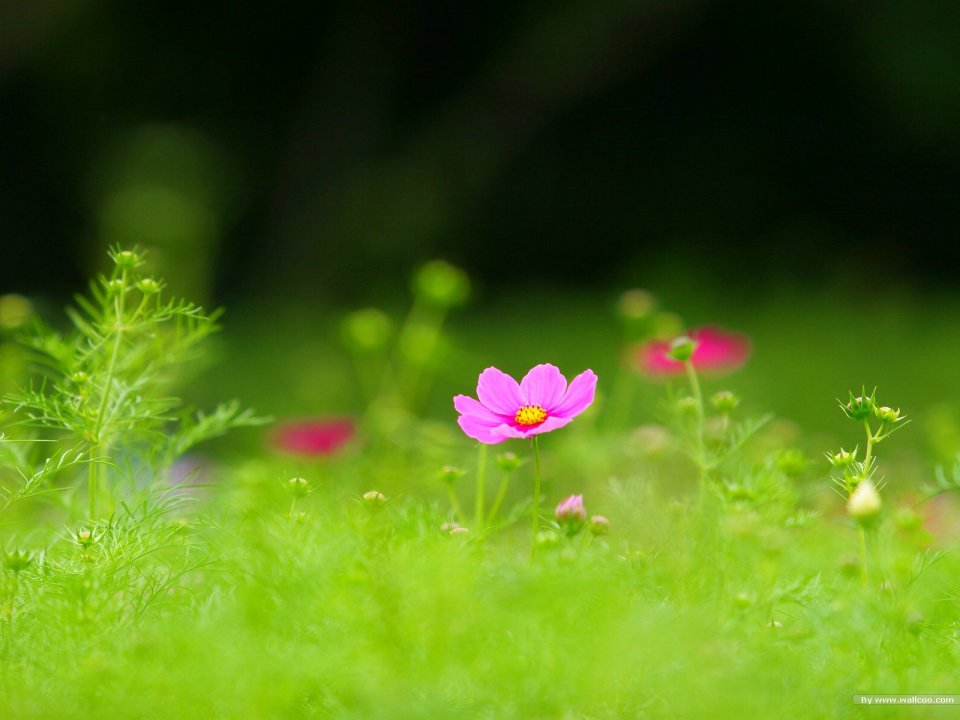 Fresh Pink Cosmos Flower Nature