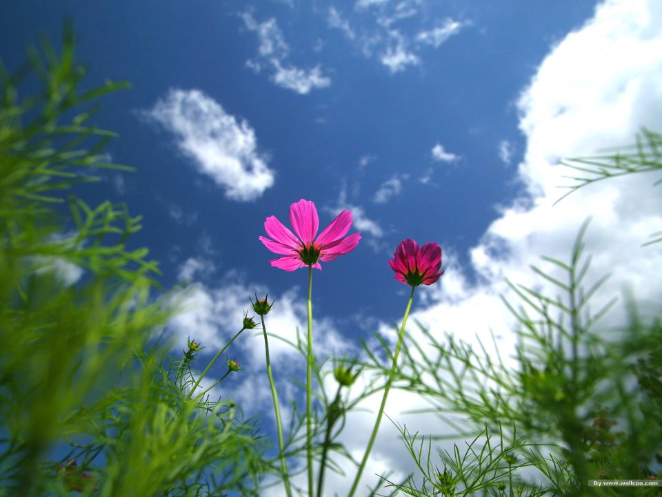 Pink Cosmos Flowers Under Blue Sky