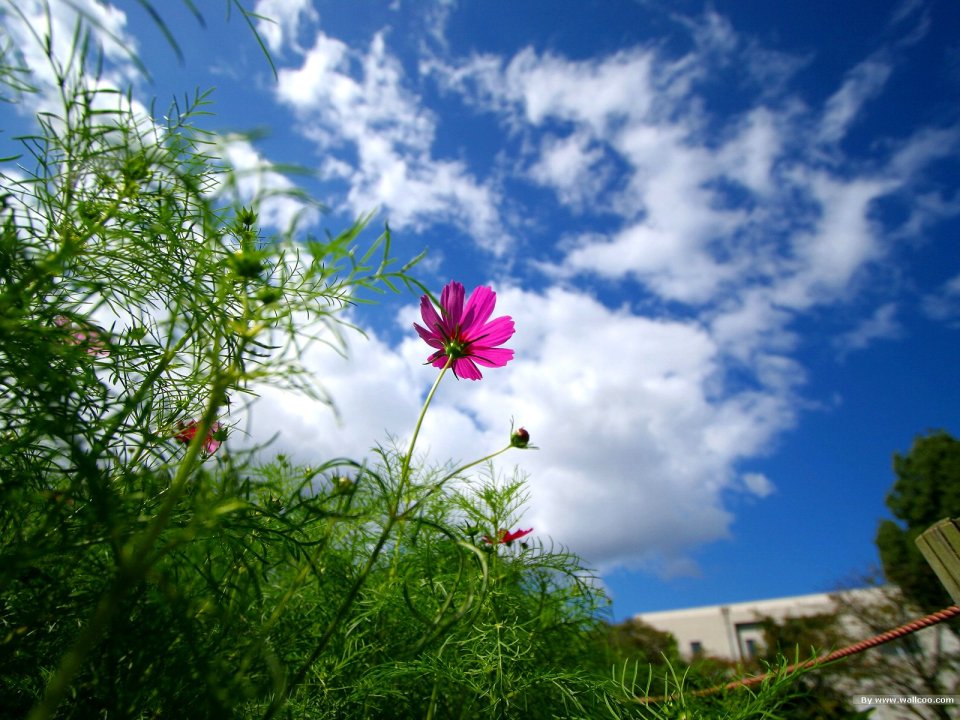 Pink Cosmos Flower Under Blue Sky