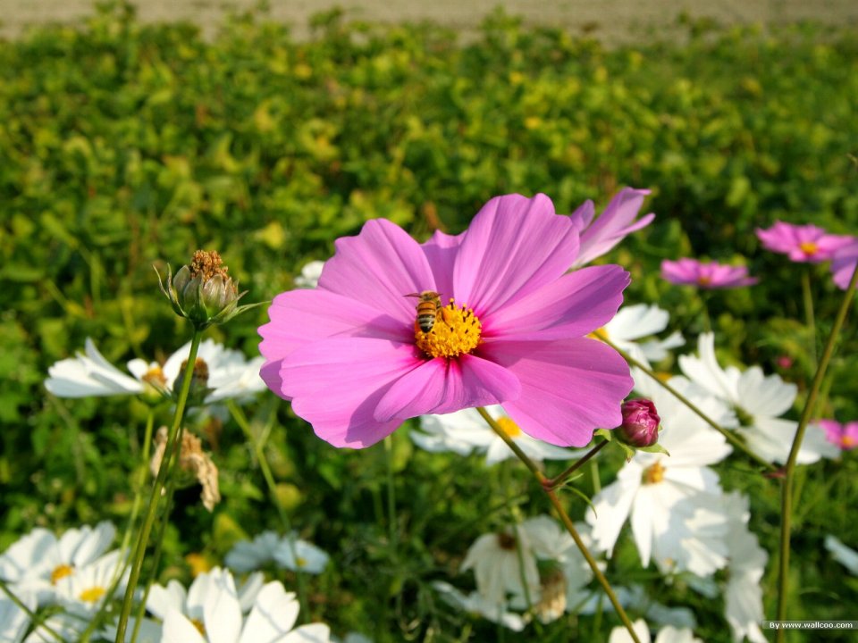 Blooming Pink Cosmos Flower With Honeybee