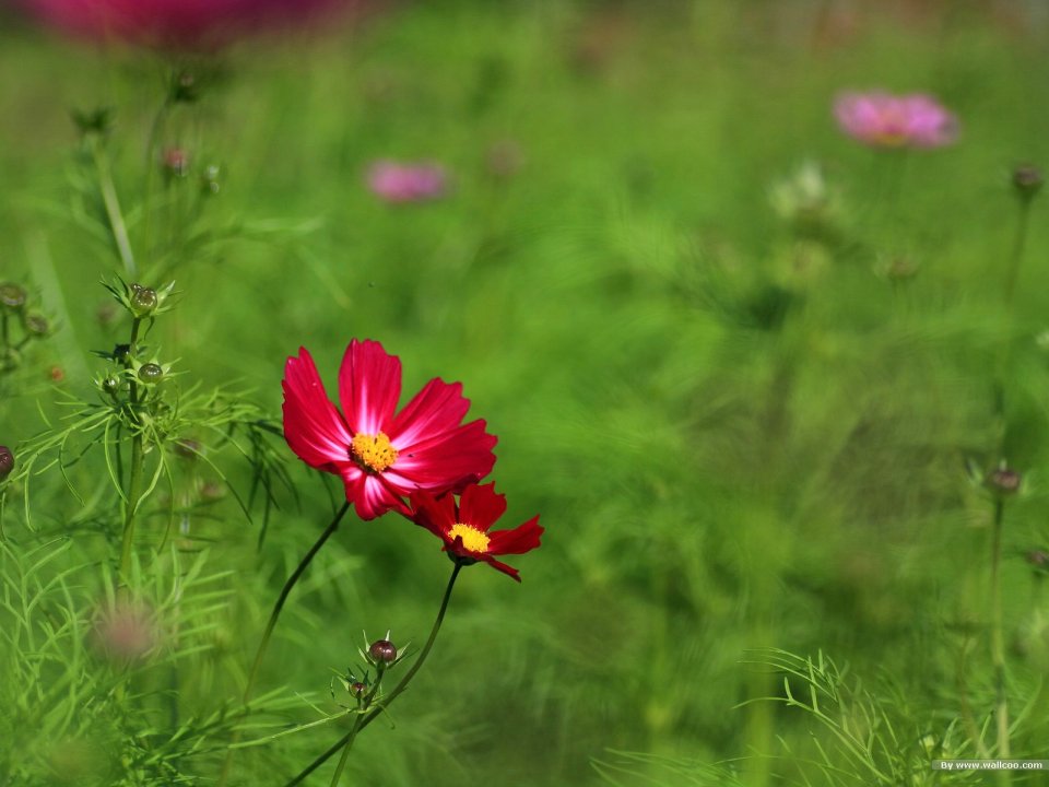 Fresh Cosmos Flower Photography