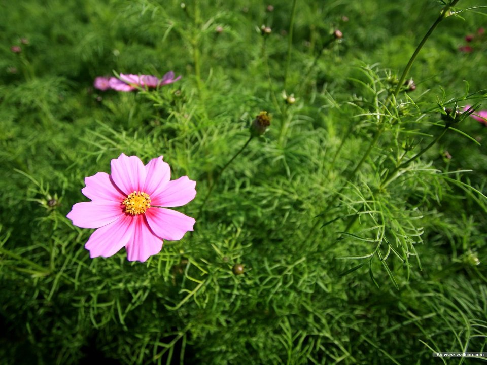 清新粉色波斯菊特写