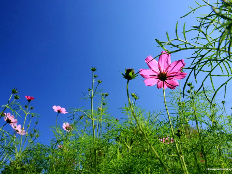 Pink Cosmos Flowers Under Blue Sky