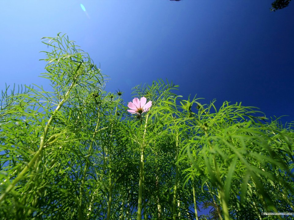 Pink Cosmos Flower Under Blue Sky