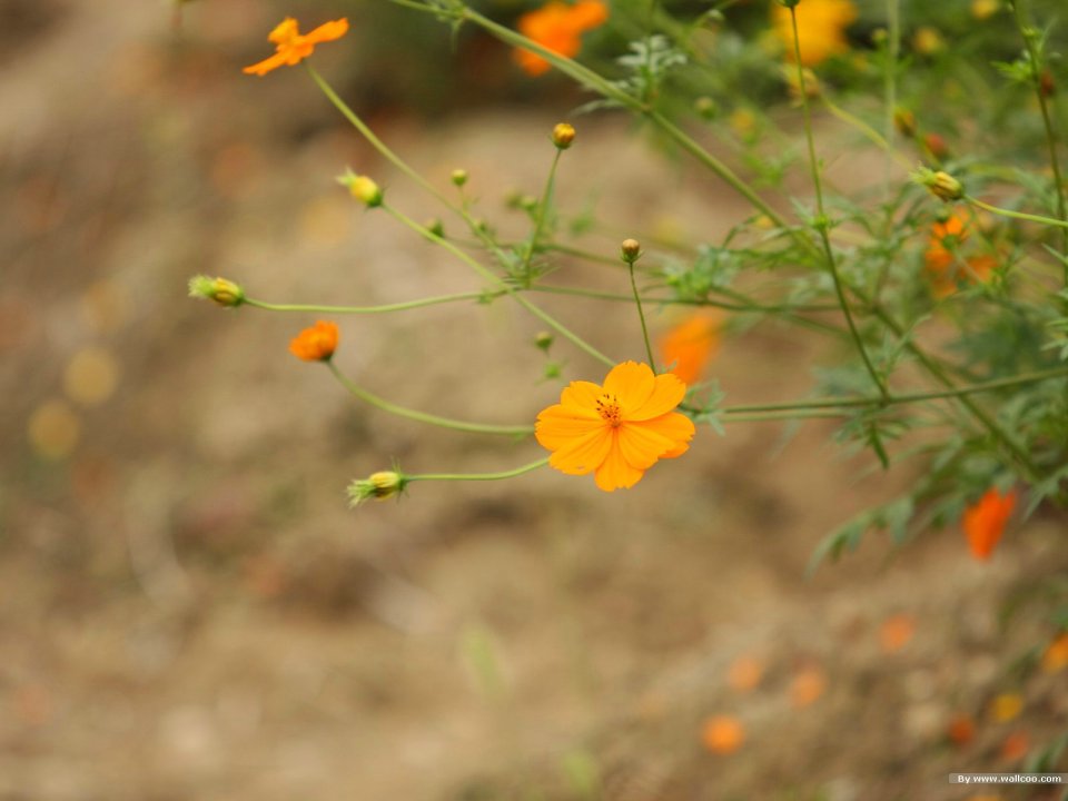 Fresh Orange Sulfur Cosmos Flower