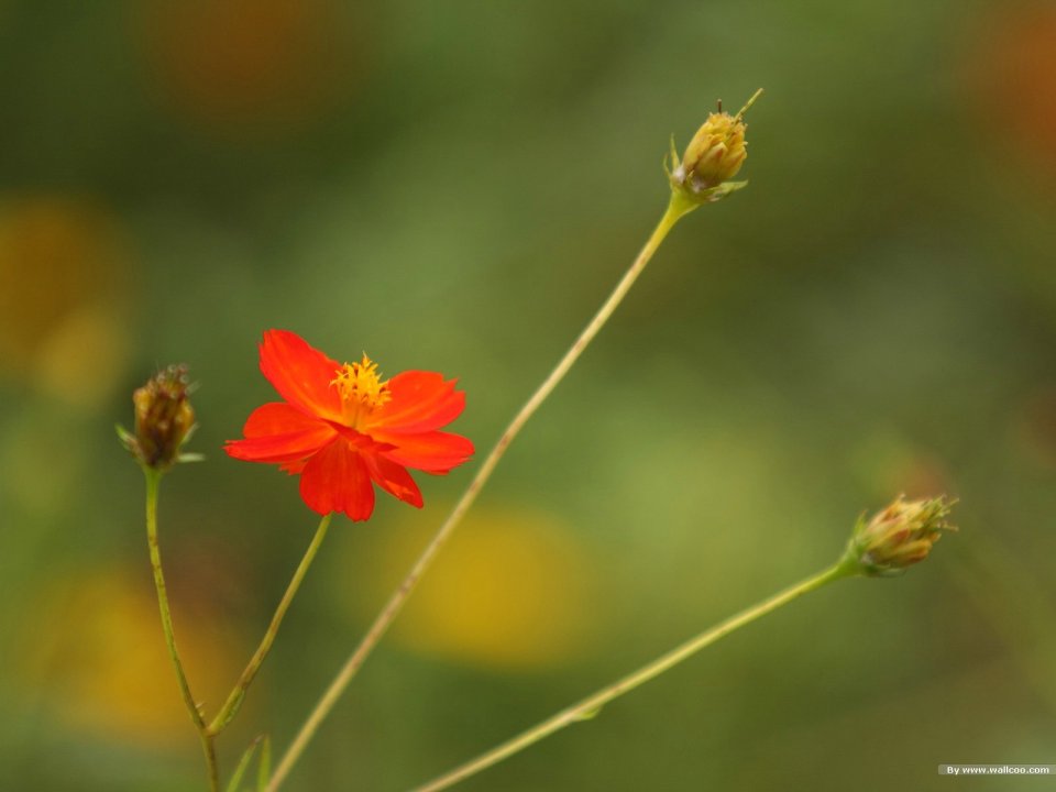 Fresh Sulfur Cosmos Macro Photography