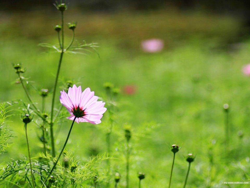 Fresh Pink Cosmos Flower Photography