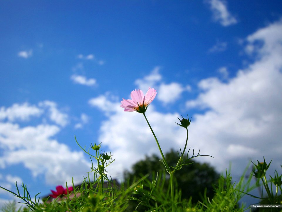 Pink Cosmos Flower Under Blue Sky
