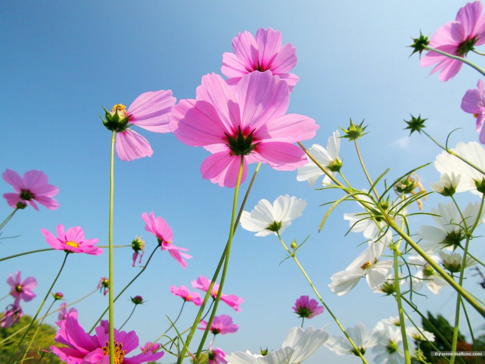 Fresh Cosmos Flowers Under Blue Sky