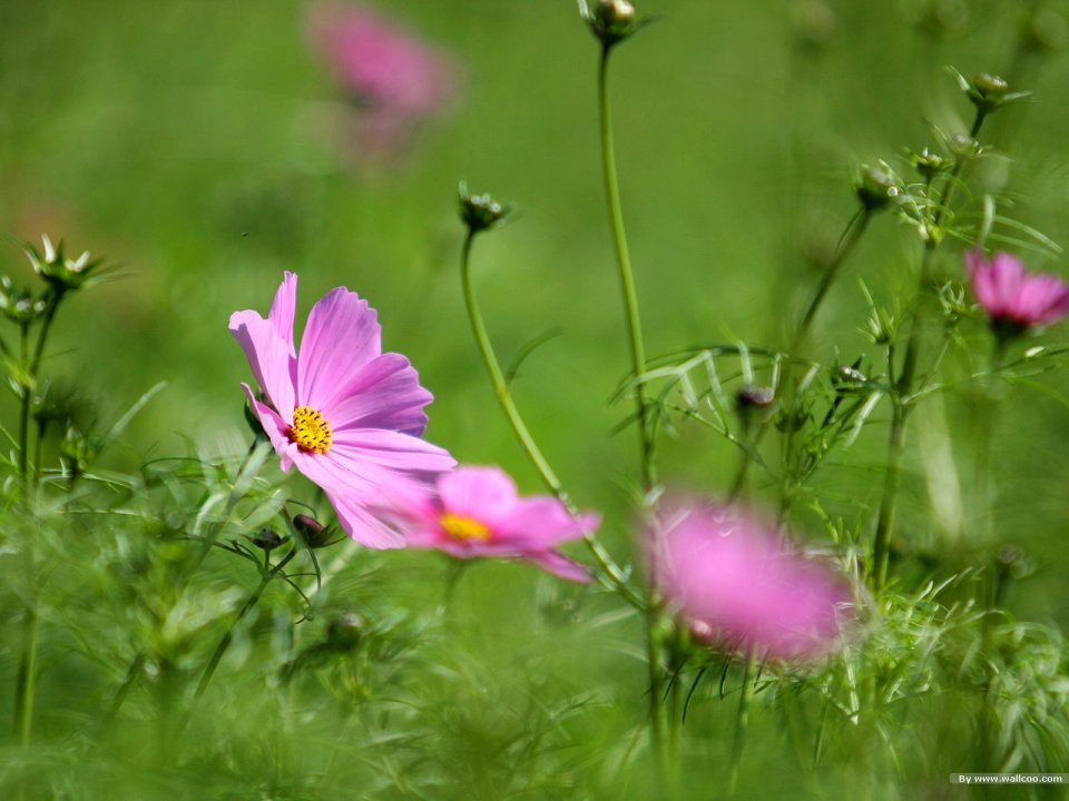 Fresh Pink Cosmos Flowers