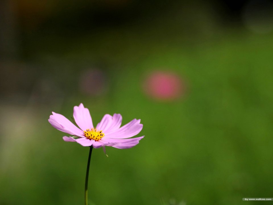 Fresh Pink Cosmos Flower Macro Photography