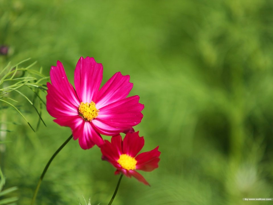 Fresh Natural Cosmos Flower Photography