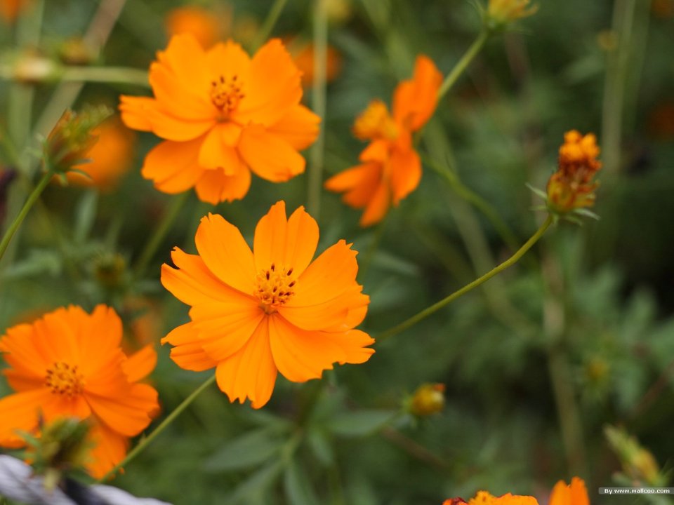Fresh Orange Sulfur Cosmos Flowers