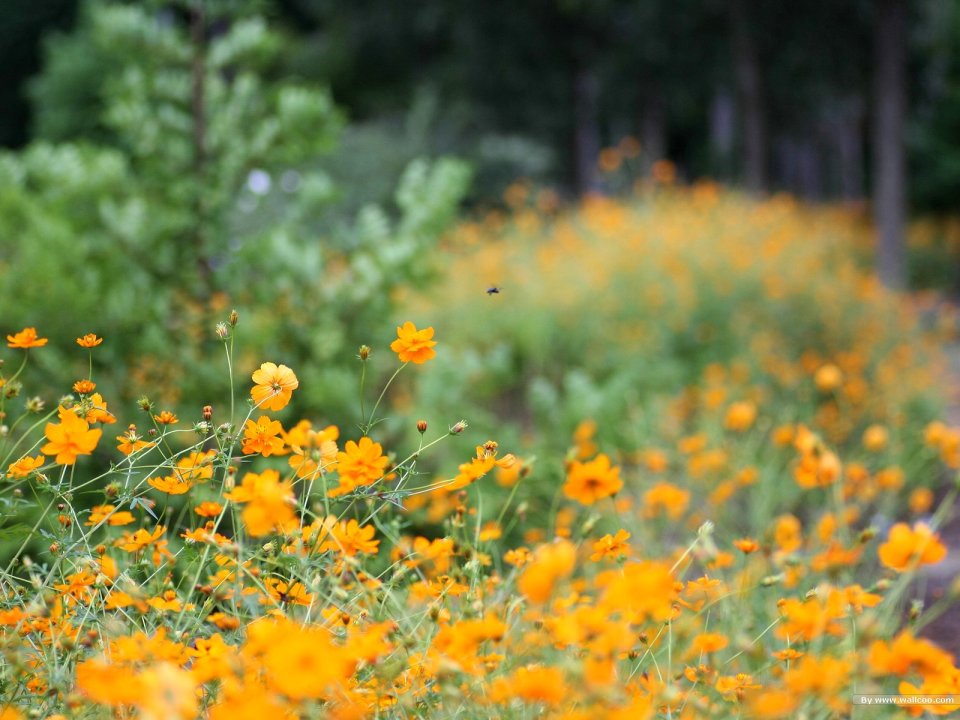 Blooming Yellow Cosmos Flower Field