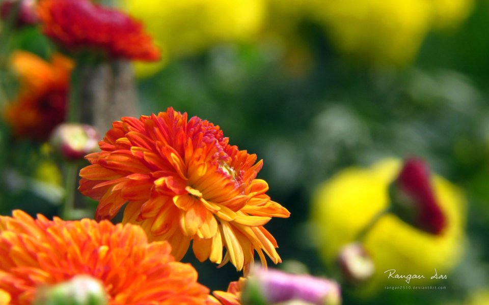 Japanese Chrysanthemum Bloom Warm Garden