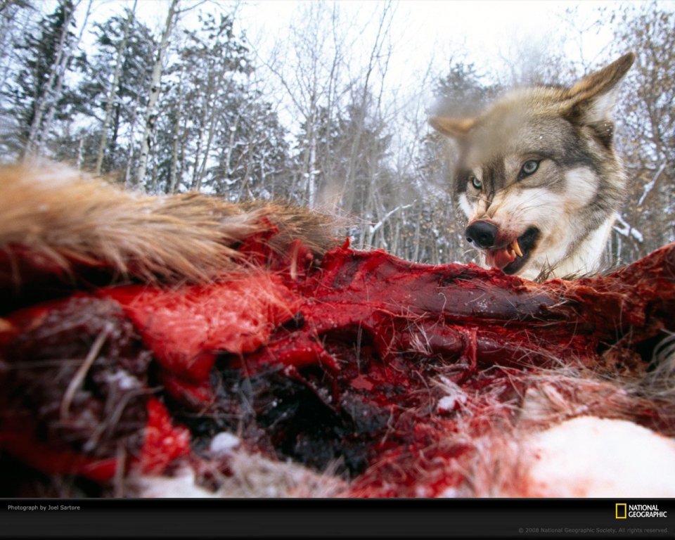 Wolf Carnivore In Snowy Forest Joe Sartore