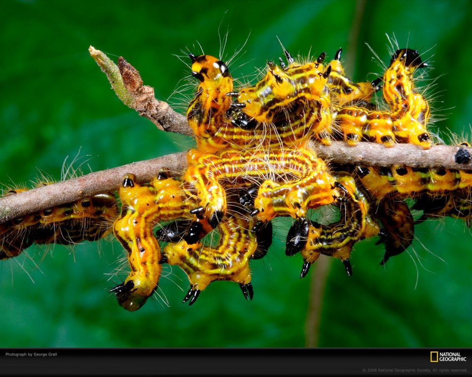Yellow Caterpillars George Grall