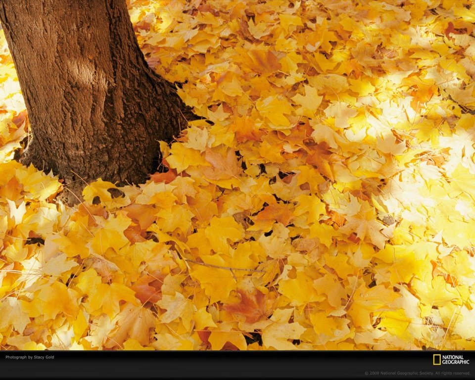 National Geographic Autumn Maple Leaf Photography